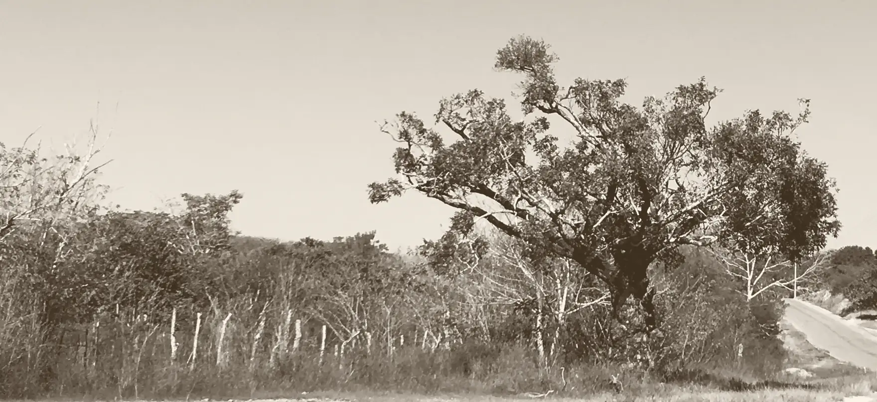 El árbol del zopilote, a la orilla del camino a Agua Zarca